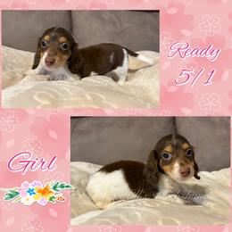 Tokyo - Chocolate and tan female Dachshund puppy in Jonesboro, Illinois from Twin Hills Dachshunds