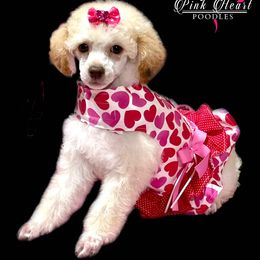 Miniature Australian Shepherd, Poodle, and Toy Australian Shepherd Puppies from Donna’s Aussies & Pink Heart Poodles