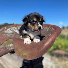 Pembroke Welsh Corgi Puppies from Top-Notch Paws