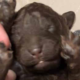 Rex - Brown male Bernedoodle puppy in Williston, Florida from Tera Caldwell