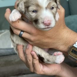 Australian Shepherd Puppies from Forgotten Coast Australian Shepherds