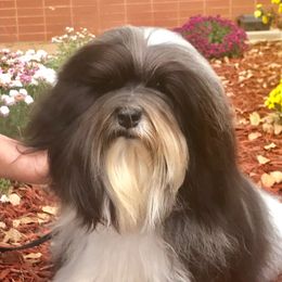 Twist - Havanese