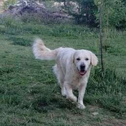 Sky - Golden Retriever