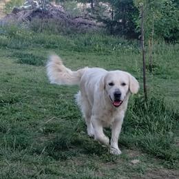 Sky - Golden Retriever