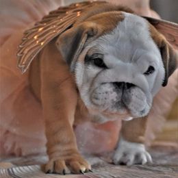 Bulldog Puppies from Dampier Bulldogs Mo
