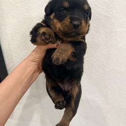 Java - Black and mahogany female Rottweiler puppy in Parker, Colorado from Denver Rotties
