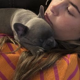 This is the only little one still available. - Blue male French Bulldog puppy in Gilbert, Arizona from Gilbert Puppies