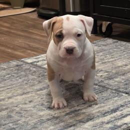 Girl 1 - Blue fawn female American Staffordshire Terrier puppy in Lawrenceville, Georgia from Celtic Amstaffs