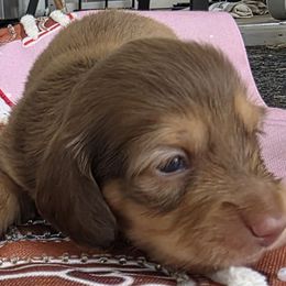 Jasper - Chocolate and tan male Dachshund puppy in Port Charlotte, Florida from Belinda's little darlings dachshunds