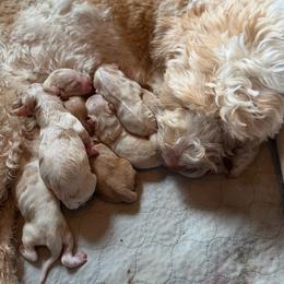 Girl 4 - Caramel cream female Australian Labradoodle puppy in Millville, California from Hope Lane Kennels