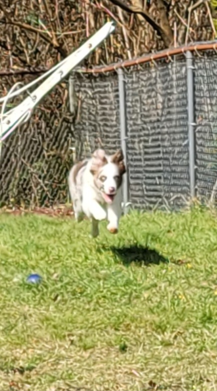KonaBear - Border Collie