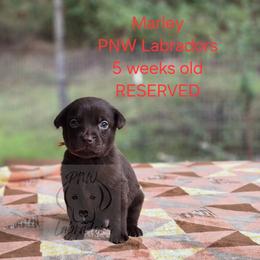 Marley - Chocolate male Labrador Retriever puppy in Rogue River, Oregon from PNW Labradors