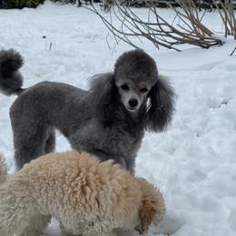 Bon Bon - Poodle
