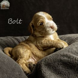 Bolt - Caramel male Australian Labradoodle puppy in Cashmere, Washington from Mountain Home Doodles
