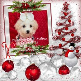 Miss Pepperiment Patty - White female Maltese puppy in Silverhill, Alabama from Malteseuluv’s Tiny Treasurers