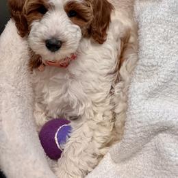 "Maggie, Spring ‘23" Goldendoodle and Poodle Puppies from Red Mountain Minis