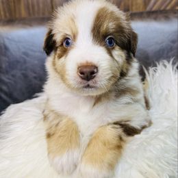 Butker - Red merle male Australian Shepherd puppy in Texas from Legendary Canines