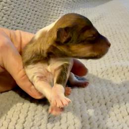 SPIDERMAN - Sable & white male Toy Shetland Sheepdog puppy in Livonia, Michigan from M7’s Shelties, Toonies & AussieDoodles