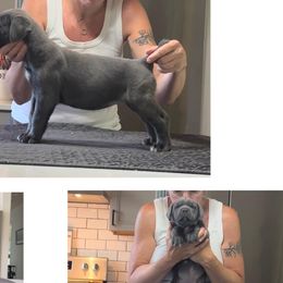 Girl 5 - Cane Corso puppy in Tennessee from Nuovo Inizi Kennels
