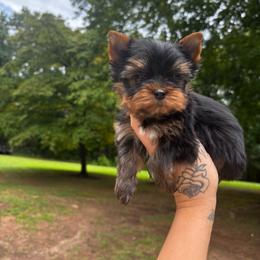 Red boy - Black and tan male Yorkshire Terrier puppy in Cornelia, Georgia from Kruz Kennels