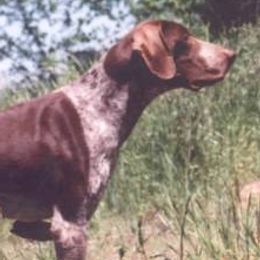 German Shorthaired Pointers from Liebmeister Kennels