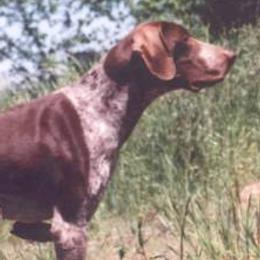 German Shorthaired Pointers from Liebmeister Kennels