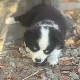 Jinu - Black tri male Miniature Australian Shepherd puppy in Interlachen, Florida from Lucky Bones Miniature Australian Shepherds