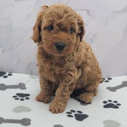 Sadie - Red  female Poodle puppy in Kannapolis, North Carolina from Carolina Great Danes & Toy Poodles