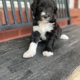 Bernedoodle Puppies from Coco Avenue Pups