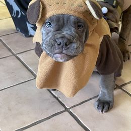 Olde English Bulldogge Puppies from Gods Of Olympus Bulldogges