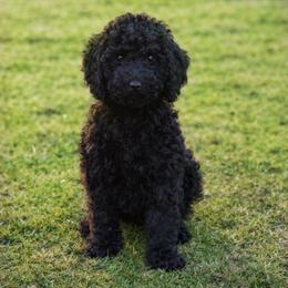 Sky - Black male Goldendoodle puppy in Yakima, Washington from HoneyPaw Doodles