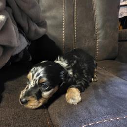 Dachshund Puppies from Joseph Dachshund's