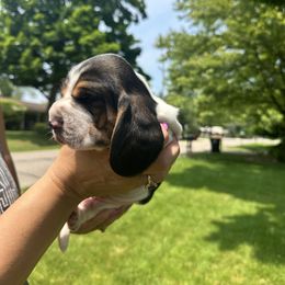 Basset Hound Puppies from Basset Hound Puppies of Michigan