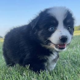 Miniature Australian Shepherds from M&M Kennels