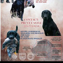 Teal - Labrador Retriever