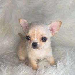 Girl 1 - Cream female Chihuahua puppy in Fargo, North Dakota from Wild Prairie Chihuahuas