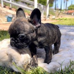 French Bulldog Puppies from Divine French Bulldogs