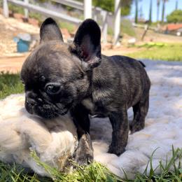 French Bulldog Puppies from Divine French Bulldogs
