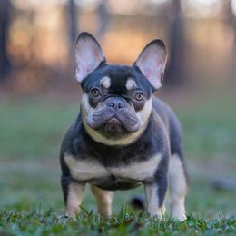 NALA - French Bulldog