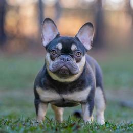NALA - French Bulldog