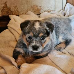 Sugar - Blue speckled female Australian Cattle Dog puppy in Cora, Wyoming from Lyla Hinman's Australian Cattle Dogs