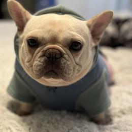 French Bulldog puppies from Keowee Kennels
