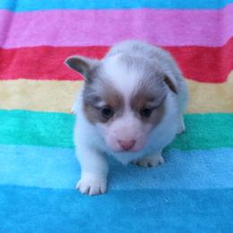 Merle - Blue merle and white male American Corgi puppy in Leighton, Alabama from Bar P Livestock Corgis