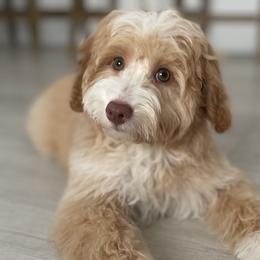 Saylor - Goldendoodle