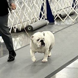 Polar - Bulldog