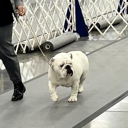 Polar - Bulldog