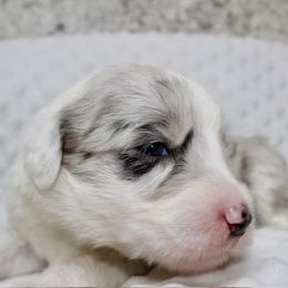 Sheepadoodle Puppies from Mulberry Ride Doodles