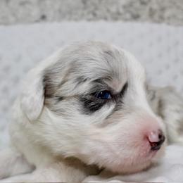 Sheepadoodle Puppies from Mulberry Ride Doodles