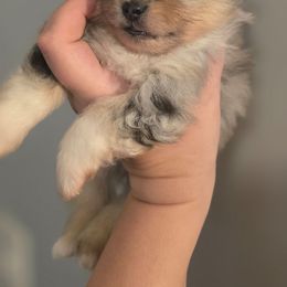Merle boy - Blue merle male Pomeranian puppy in Bloomingdale, New Jersey from Bella Luna Pomeranians