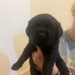 Boy - Tan Collar - Black male Labrador Retriever puppy in Woodbury, Connecticut from A Dog’s Life Farm